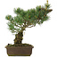Pinus parviflora, 35 cm, ± 25 jaar oud