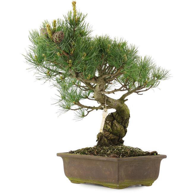 Pinus parviflora, 35 cm, ± 25 ans