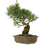 Pinus parviflora, 35 cm, ± 25 jaar oud
