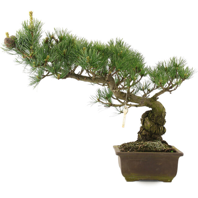 Pinus parviflora, 35 cm, ± 25 jaar oud