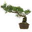Pinus parviflora, 35 cm, ± 25 jaar oud