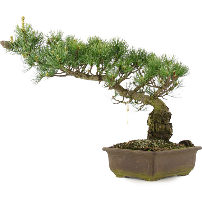 Pinus parviflora, 35 cm, ± 25 ans