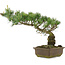 Pinus parviflora, 35 cm, ± 25 years old