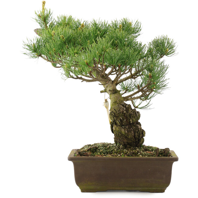 Pinus parviflora, 35 cm, ± 25 jaar oud