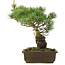 Pinus parviflora, 35 cm, ± 25 jaar oud