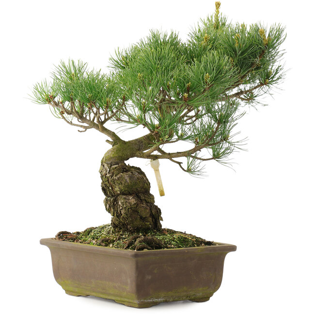 Pinus parviflora, 35 cm, ± 25 años