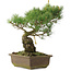 Pinus parviflora, 35 cm, ± 25 jaar oud