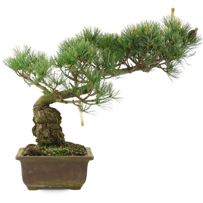 Pinus parviflora, 35 cm, ± 25 jaar oud