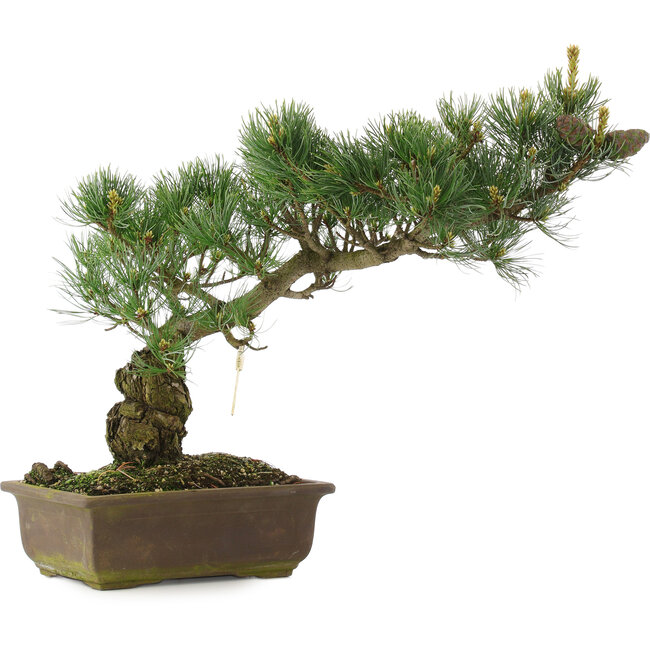 Pinus parviflora, 35 cm, ± 25 años