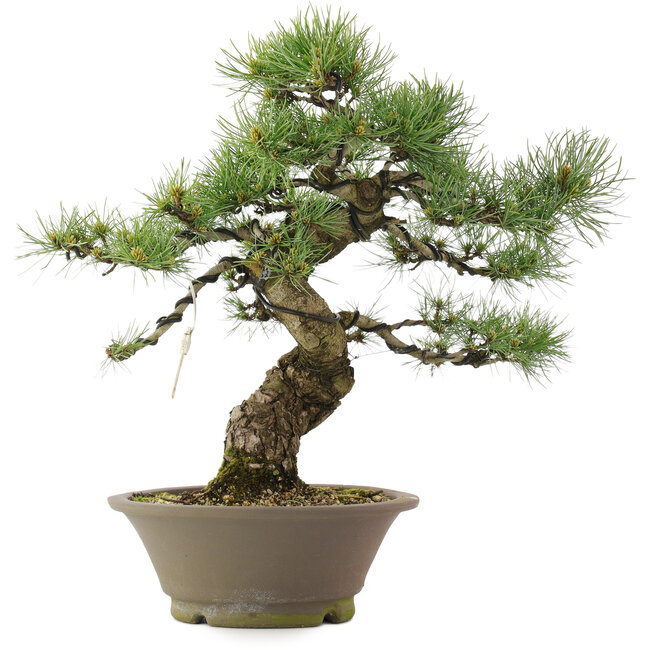 Pinus parviflora, 40,5 cm, ± 25 Jahre alt