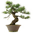 Pinus parviflora, 40,5 cm, ± 25 Jahre alt