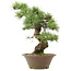 Pinus parviflora, 40,5 cm, ± 25 Jahre alt