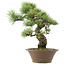 Pinus parviflora, 40,5 cm, ± 25 Jahre alt