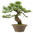 Pinus parviflora, 40,5 cm, ± 25 Jahre alt