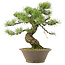 Pinus parviflora, 40,5 cm, ± 25 Jahre alt