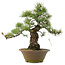 Pinus parviflora, 41 cm, ± 25 Jahre alt