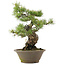 Pinus parviflora, 41 cm, ± 25 Jahre alt