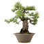 Pinus parviflora, 41 cm, ± 25 Jahre alt