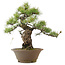 Pinus parviflora, 41 cm, ± 25 Jahre alt