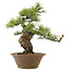 Pinus parviflora, 41 cm, ± 25 Jahre alt