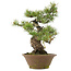 Pinus parviflora, 41 cm, ± 25 Jahre alt