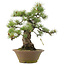 Pinus parviflora, 41 cm, ± 25 Jahre alt