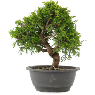 Juniperus chinensis Itoigawa, 26 cm, ± 15 jaar oud