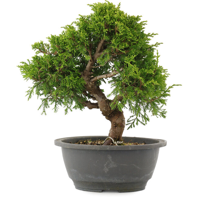 Juniperus chinensis Itoigawa, 26 cm, ± 15 jaar oud