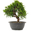 Juniperus chinensis Itoigawa, 26 cm, ± 15 jaar oud