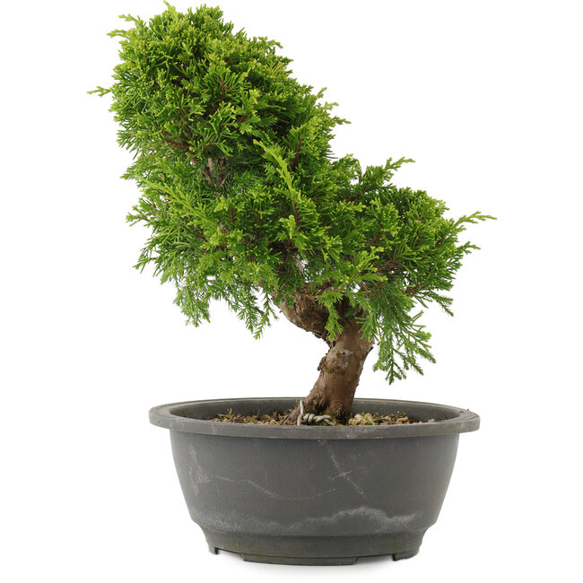 Juniperus chinensis Itoigawa, 26 cm, ± 15 Jahre alt