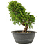 Juniperus chinensis Itoigawa, 26 cm, ± 15 jaar oud