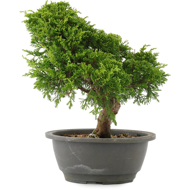 Juniperus chinensis Itoigawa, 26 cm, ± 15 anni