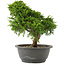 Juniperus chinensis Itoigawa, 26 cm, ± 15 jaar oud