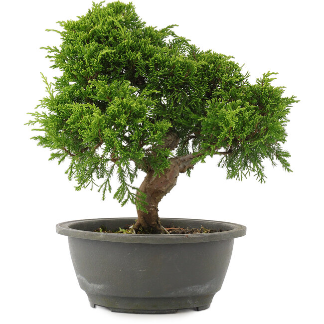 Juniperus chinensis Itoigawa, 26 cm, ± 15 jaar oud