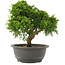 Juniperus chinensis Itoigawa, 26 cm, ± 15 jaar oud