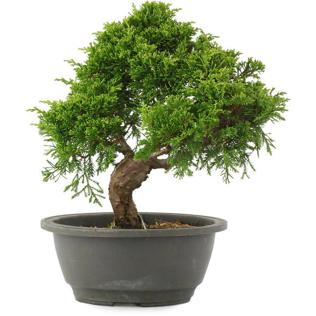 Juniperus chinensis Itoigawa, 26 cm, ± 15 years old