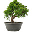 Juniperus chinensis Itoigawa, 26 cm, ± 15 jaar oud
