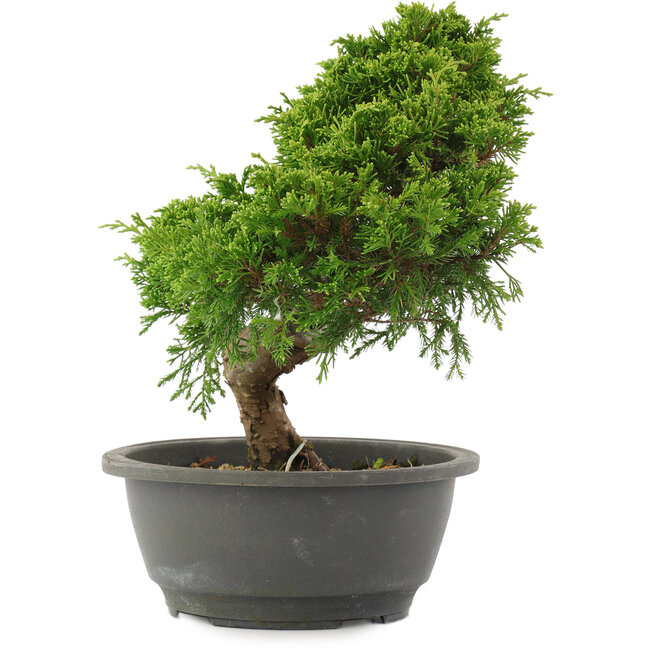 Juniperus chinensis Itoigawa, 26 cm, ± 15 anni