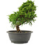 Juniperus chinensis Itoigawa, 26 cm, ± 15 jaar oud