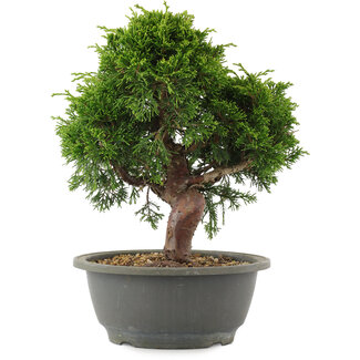 Juniperus chinensis Itoigawa, 26 cm, ± 15 years old