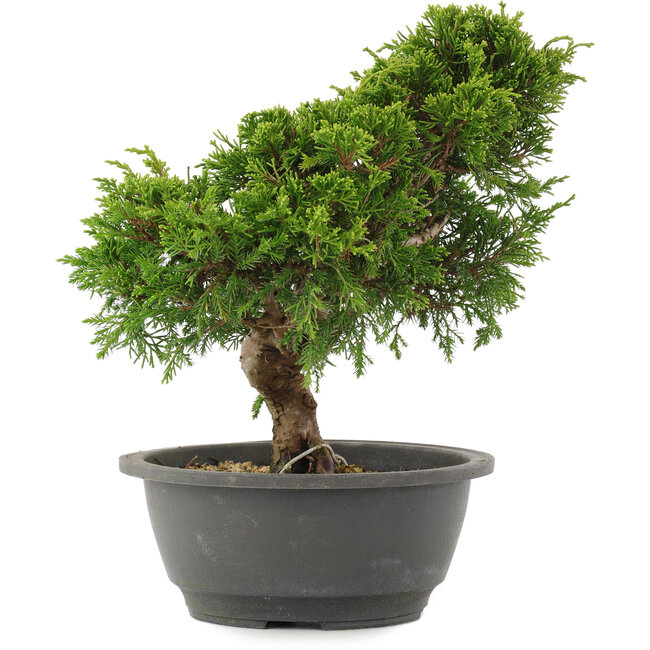 Juniperus chinensis Itoigawa, 26 cm, ± 15 años