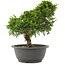Juniperus chinensis Itoigawa, 26 cm, ± 15 jaar oud