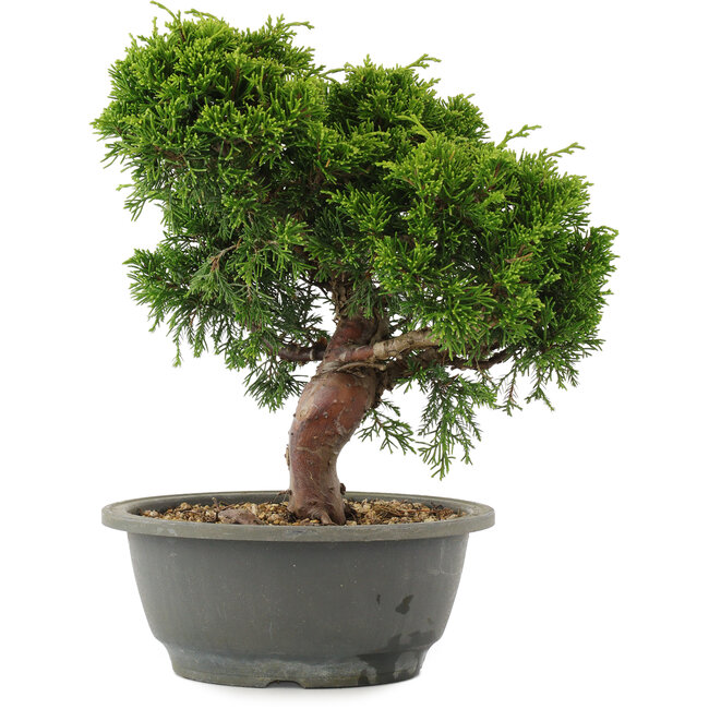 Juniperus chinensis Itoigawa, 26 cm, ± 15 Jahre alt