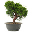 Juniperus chinensis Itoigawa, 26 cm, ± 15 years old