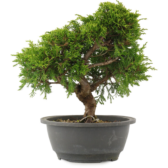 Juniperus chinensis Itoigawa, 26 cm, ± 15 ans