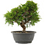 Juniperus chinensis Itoigawa, 26 cm, ± 15 jaar oud