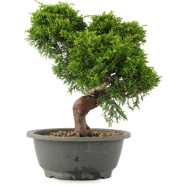 Juniperus chinensis Itoigawa, 26 cm, ± 15 ans