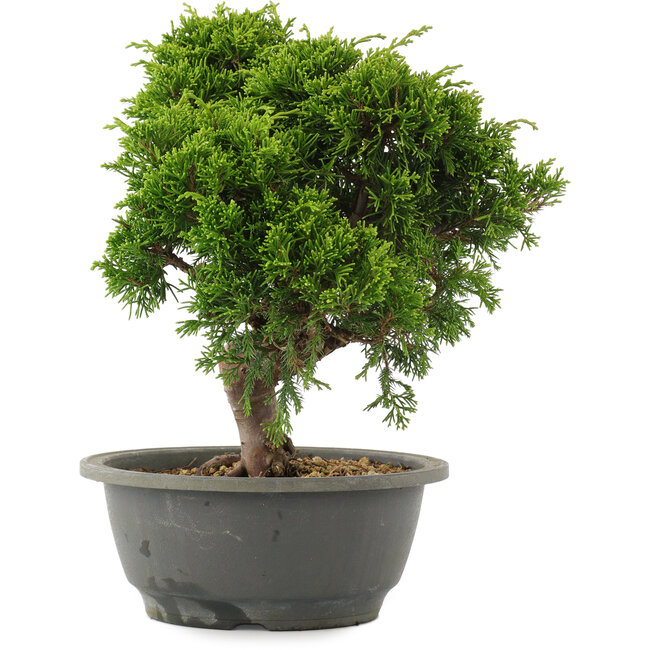 Juniperus chinensis Itoigawa, 26 cm, ± 15 años