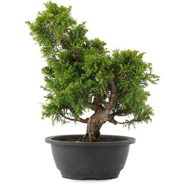 Juniperus chinensis Itoigawa, 31,5 cm, ± 15 years old