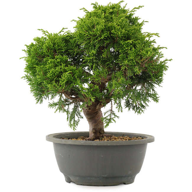 Juniperus chinensis Itoigawa, 26 cm, ± 15 years old